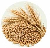 Barley — Botanical & herbal extracts