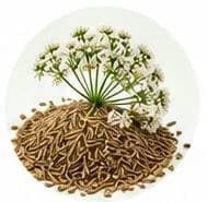 Cumin — Botanical & herbal extracts