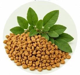 Fenugreek — Botanical & herbal extracts