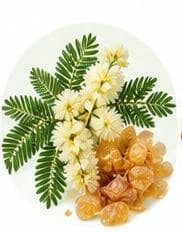 Gum Arabic - acacia — Botanical & herbal extracts