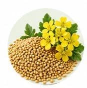 خردل — مستخلصات نباتية وعشبية