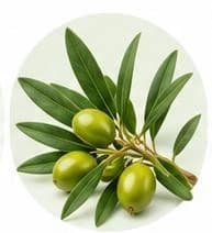 Olive — Botanical & herbal extracts
