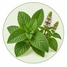 نعناع — مستخلصات نباتية وعشبية
