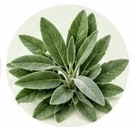 Sage — Botanical & herbal extracts