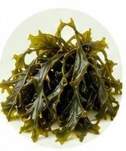 طحالب — مستخلصات نباتية وعشبية