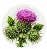 Silymarin — Botanical & herbal extracts