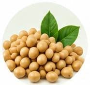Soybean — Botanical & herbal extracts