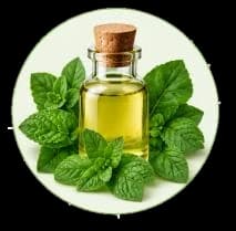 Mint Oil — Essential oils
