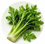 Celery — Botanical & herbal extracts