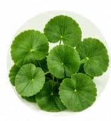 Centella — Botanical & herbal extracts